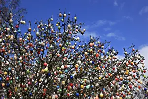 Colourful Easter Decorations Prints: Many colourful Easter eggs on a tree