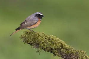 Common Redstart (Phoenicurus phoenicurus) male perched on an old mossy tree trunk