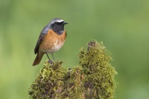 Common Redstart (Phoenicurus phoenicurus) male perched on an old mossy tree trunk