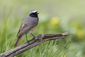 Common Redstart (Phoenicurus phoenicurus) male perched on an old tree trunk