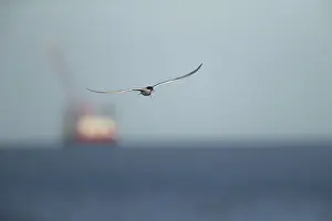 Bird In Flight Prints: Common tern (Sterna hirundo)