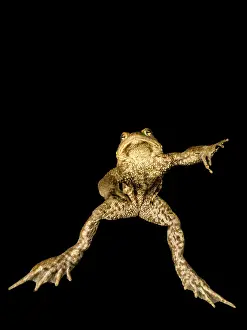 Prints of Common toad (Bufo bufo complex) underwater in a mountain lake, Styria, Austria Lake Prints: Common toad underwater Print, Styria, Austria