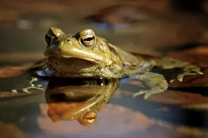 Germany Animal Photography Prints: Common Toad (Bufo bufo) on spawning grounds