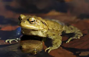 Common Toad Prints: Common Toad (Bufo bufo) on spawning grounds