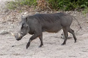 Common warthog (Phacochoerus africanus)