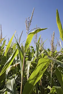 Open Air Farming Prints: Corn
