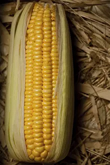 Agricultural Crop Image Prints: Corn On The Brown Background