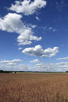 Cereal Field Landscape Prints: Cornfield with clouds