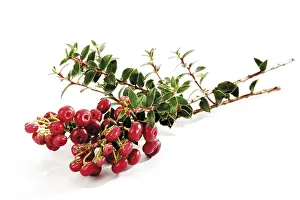 Nature Flora Botany Prints: Cotoneaster (Cotoneaster)