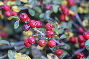 Emsland Flora Prints: Cotoneaster (Cotoneaster horizontalis)