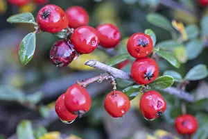 Cotoneaster Horizontalis Prints: Cotoneaster (Cotoneaster horizontalis)