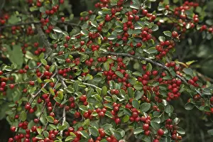 Cotoneaster Horizontalis Prints: Cotoneaster horizontalis, cotoneaster
