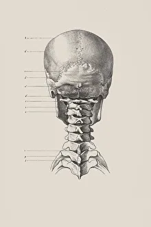 Human Skull Anatomy Prints: Cranial skeleton from the back