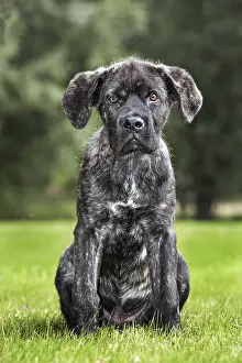 Cane Corso And South African Mastiff Mix Cane Corso Cross
