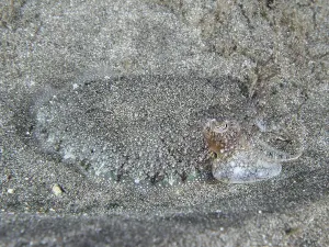 Cephalopod Prints: Cuttlefish with Grey Pattern Print, Tenerife, Spain