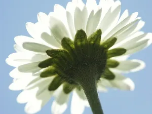 Deserted Blossom Prints: Daisy, macro
