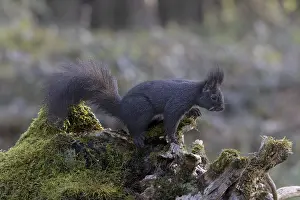 Framed Print : Dark Squirrel on Rootstock Print