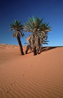 Prints of Date (Phoenix dactylifera) palms, Sahara, Erg Date, Libya Related Prints: Date Palms Print, Sahara Desert Landscape