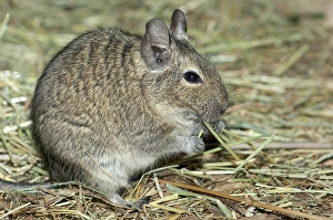 Degu (Octodon degus) Art Prints, Posters Puzzles from