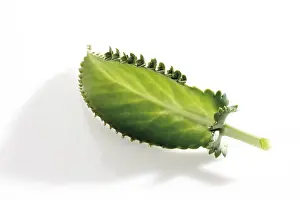 Prints of Devil's Backbone, Alligator Plant, Mexican Hat Plant or Mother of Thousands (Kalanchoe daigremontiana) Devil's Backbone, Alligator Plant Alligator Prints: Kalanchoe daigremontiana Print - Mother of Thousands