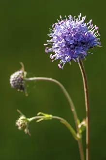 High Resolution Plant Images Prints: Devil's-bit, Devil's-bit scabious