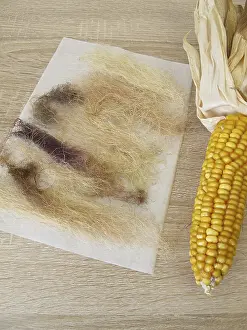 Alternative Medicine Prints: Dried Corn Beard, Maydis Stigma Print