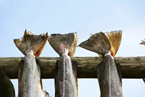 Atlantic Cod Nutrition Prints: Drying cod in RAOst
Drying cod in Rst