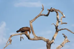 Eagle eats a snake, tree, prey