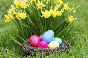 Wild Daffodils In Bloom Prints: Easter, Easter eggs, Spring, Spring meadow