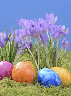 Crocus Blossom Prints: Easter eggs, Easter egg, eggs, Easter