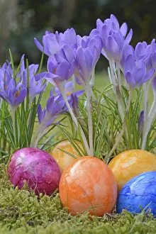 Spring Flowers Prints: Easter eggs, Easter egg, eggs, Easter