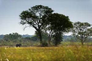 Elephant walking (Loxodonta africana) in BwaBwata National Park