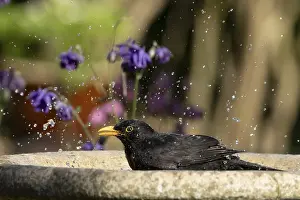 Prints of European blackbird (Turdus merula) adult male bird bathing in a garden bird water bath, Suffolk, England, United Kingdom Bath Prints: European Blackbird Print - Male Bathing in Garden Water Bath