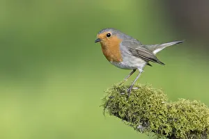European Robin (Erithacus rubecula) perched on a mossy tree trunk