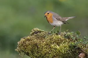 European Robin (Erithacus rubecula) perched on mossy ground
