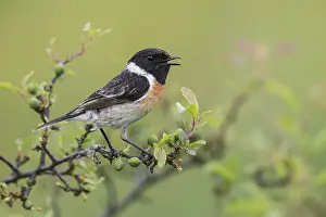 European Stonechat (Saxicola rubicola) male singing from a branch