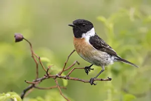 European Stonechat (Saxicola rubicola) male perched on a branch