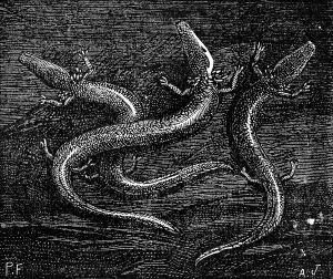 No People Representation Prints: Example of processing the races and atrophy of organs