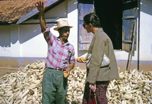 Rural Farm Life Prints: Farmer growing sweetcorn explains to a visitor