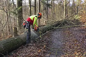 Firewood Production Prints: Felling a tree