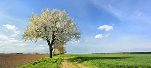 Fruit Tree Blossoms Germany Prints: Field path through fields in spring