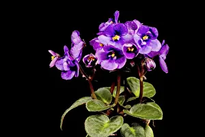 Decorative Item Prints: Detail of a flower in bloom