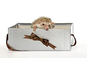 れ*う様 ヨツユビハリネズミ (Four-toed hedgehog) 剥製　1 ヨツユビハリネズミ (Four-toed hedgehog) 剥製 - メルカリ