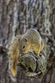 Deserted Natural Environments Prints: The fox squirrel (Sciurus niger)