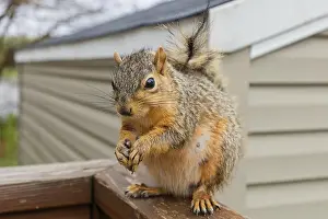 Framed Print : The Fox Squirrel Print
