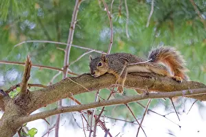 Autumn Landscape Prints: The fox squirrel (Sciurus niger)