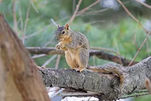 Framed Print : The fox squirrel (Sciurus niger) Framed Print : The fox squirrel (Sciurus niger)