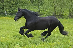 Warmblooded Horses Prints: Friese, ongoing