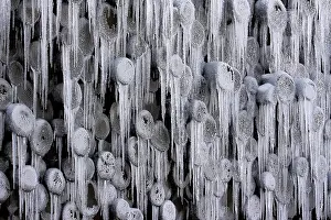 Icicle Close Up Prints: Frozen stack of logs, icicles