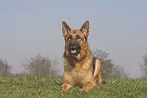 German Shepherd Dog Print Lying on a Art Prints, Posters